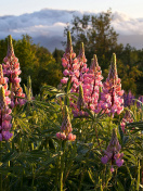 Lupinus flowers in North America screenshot #1 132x176