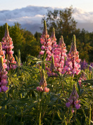 Screenshot №1 pro téma Lupinus flowers in North America 132x176