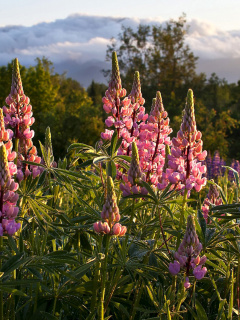 Lupinus flowers in North America screenshot #1 240x320