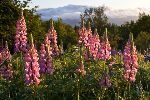 Das Lupinus flowers in North America Wallpaper 480x320