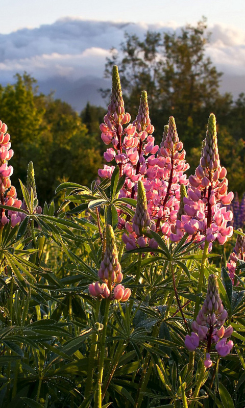 Lupinus flowers in North America screenshot #1 480x800