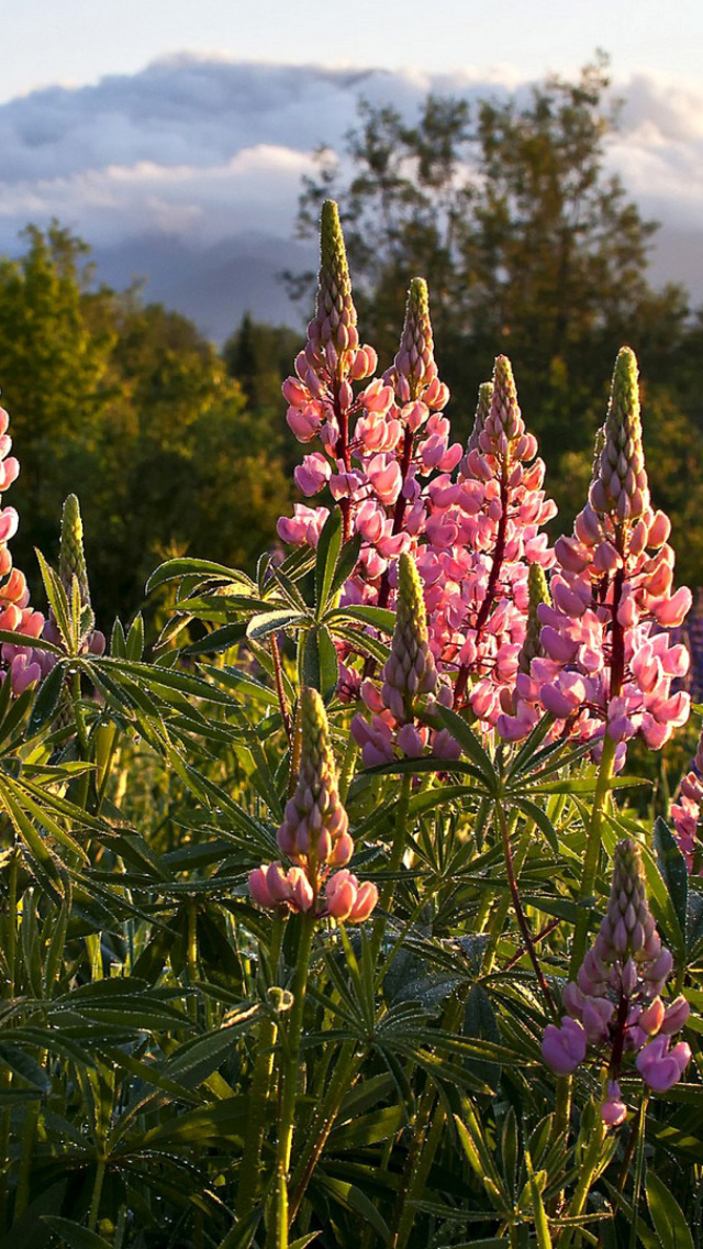 Sfondi Lupinus flowers in North America 640x1136