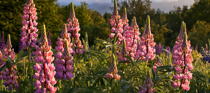 Screenshot №1 pro téma Lupinus flowers in North America 720x320