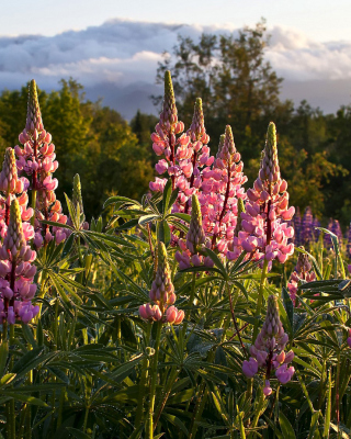 Lupinus flowers in North America sfondi gratuiti per iPhone 6 Plus