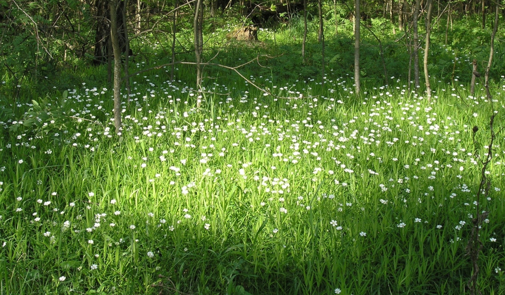Fondo de pantalla White Flower Meadow 1024x600