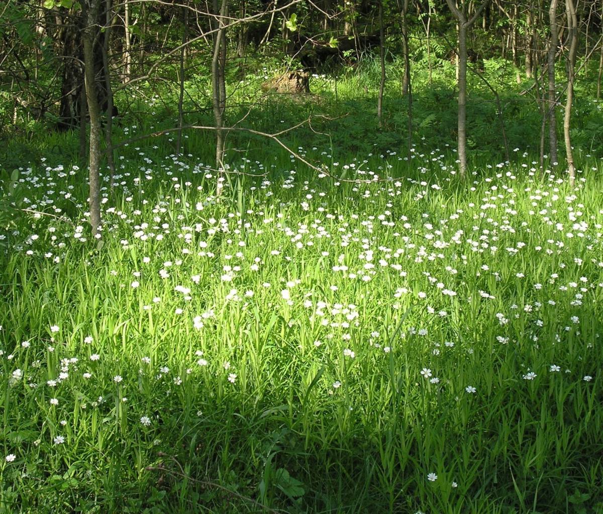 Обои White Flower Meadow 1200x1024