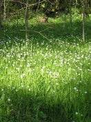 Das White Flower Meadow Wallpaper 132x176