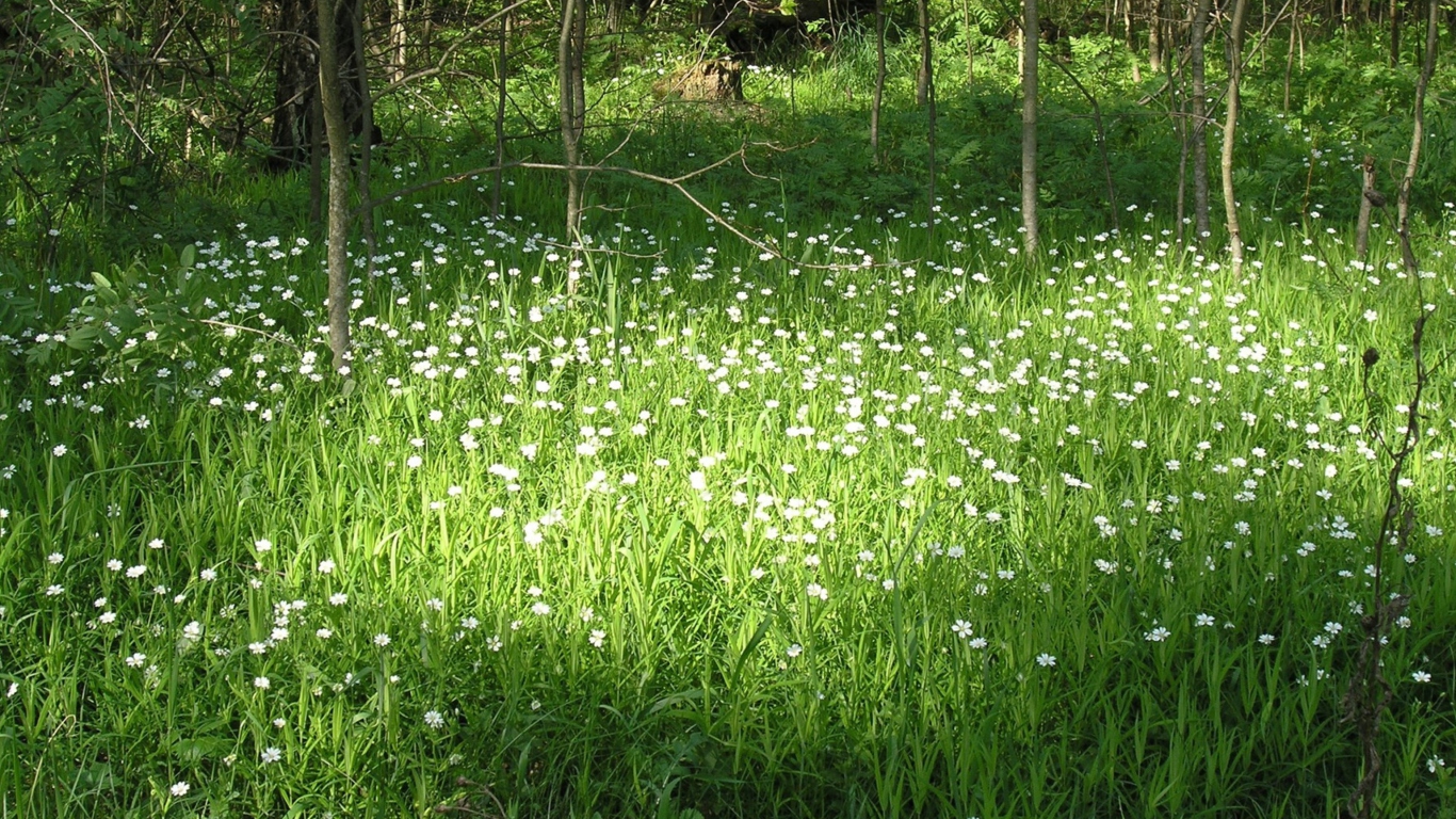 White Flower Meadow wallpaper 1366x768