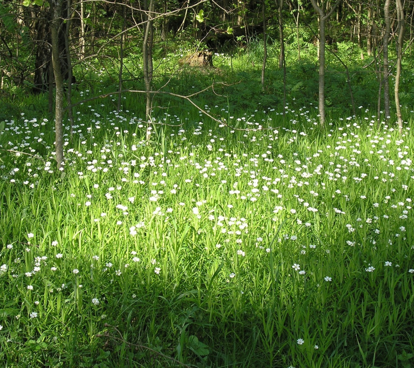 Screenshot №1 pro téma White Flower Meadow 1440x1280