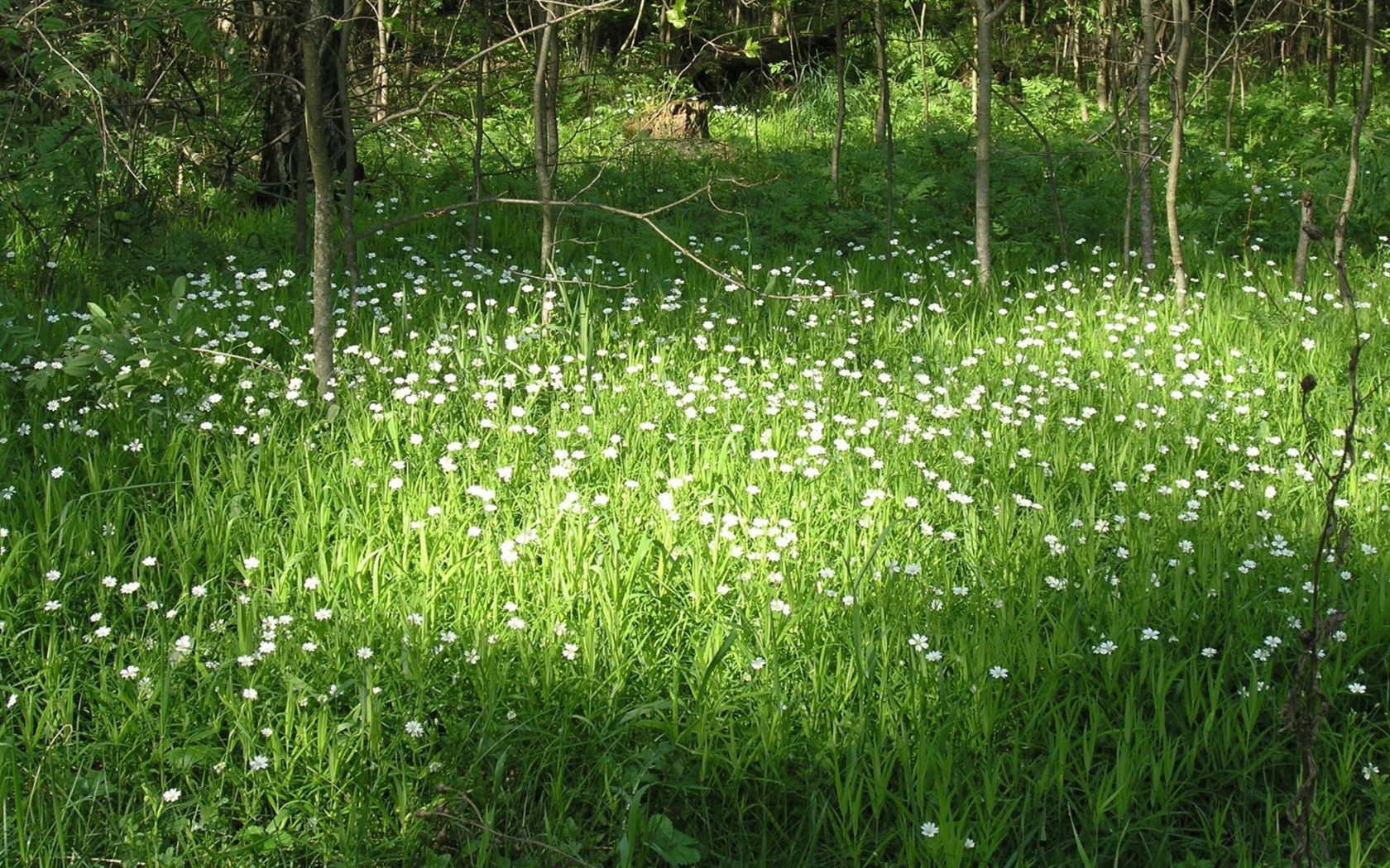 Обои White Flower Meadow 1680x1050