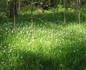 Das White Flower Meadow Wallpaper 176x144