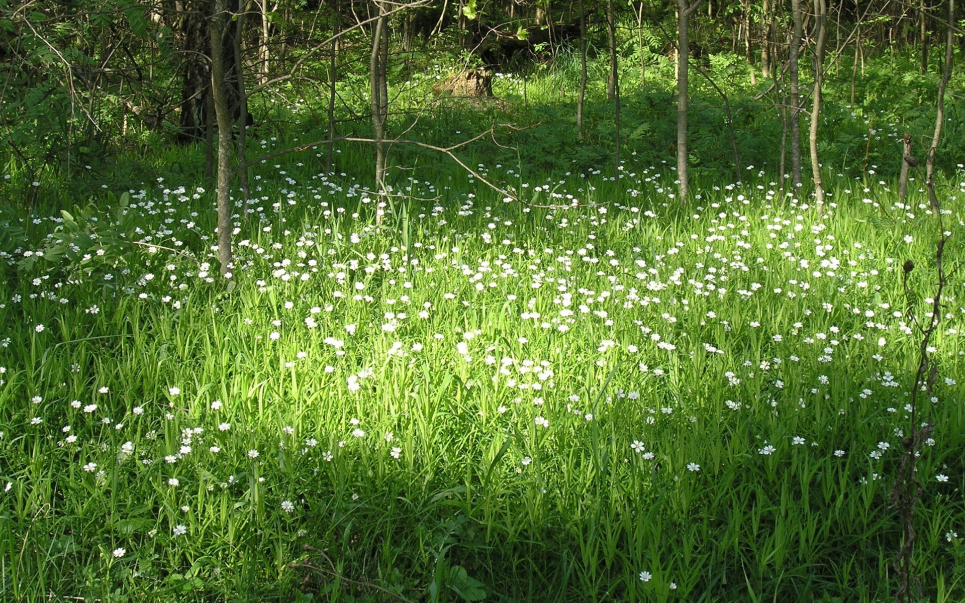 White Flower Meadow screenshot #1 1920x1200