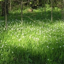 Das White Flower Meadow Wallpaper 208x208