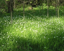 Das White Flower Meadow Wallpaper 220x176