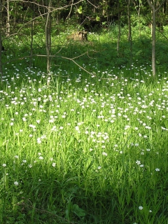 White Flower Meadow wallpaper 240x320