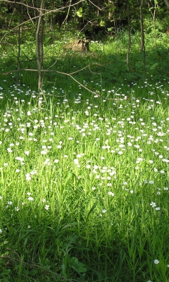 Das White Flower Meadow Wallpaper 240x400