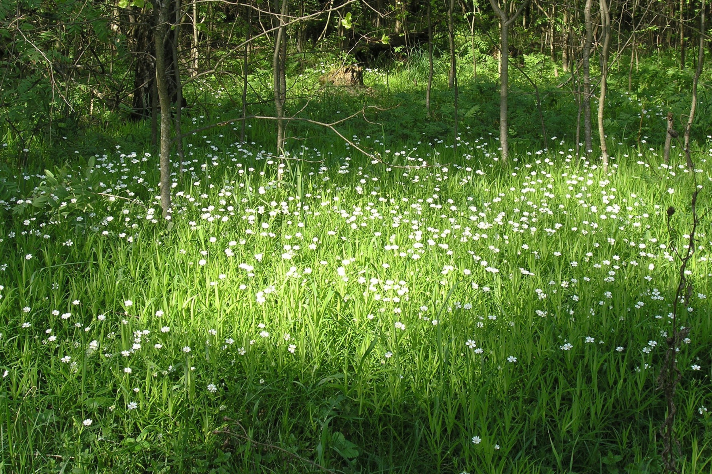 Das White Flower Meadow Wallpaper 2880x1920