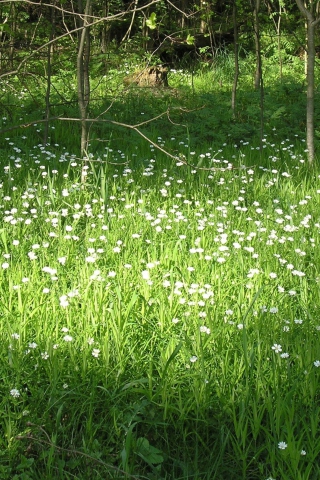 Das White Flower Meadow Wallpaper 320x480
