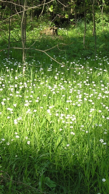 White Flower Meadow wallpaper 360x640