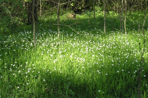 White Flower Meadow wallpaper 480x320