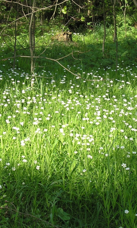 Das White Flower Meadow Wallpaper 480x800
