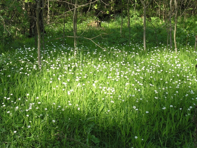 Das White Flower Meadow Wallpaper 640x480