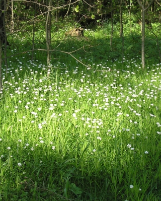 White Flower Meadow - Obrázkek zdarma pro 132x176