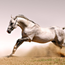 White Horse wallpaper 128x128