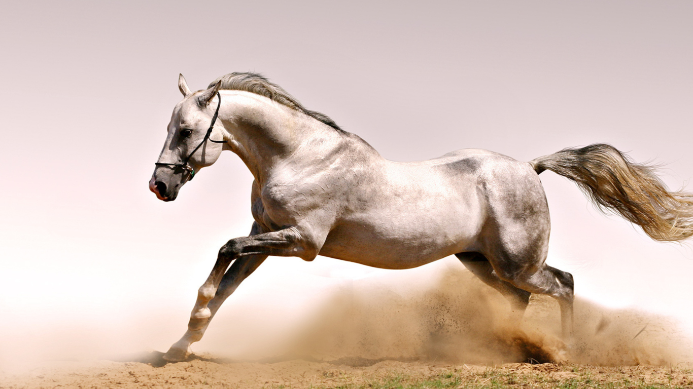 Обои White Horse 1366x768