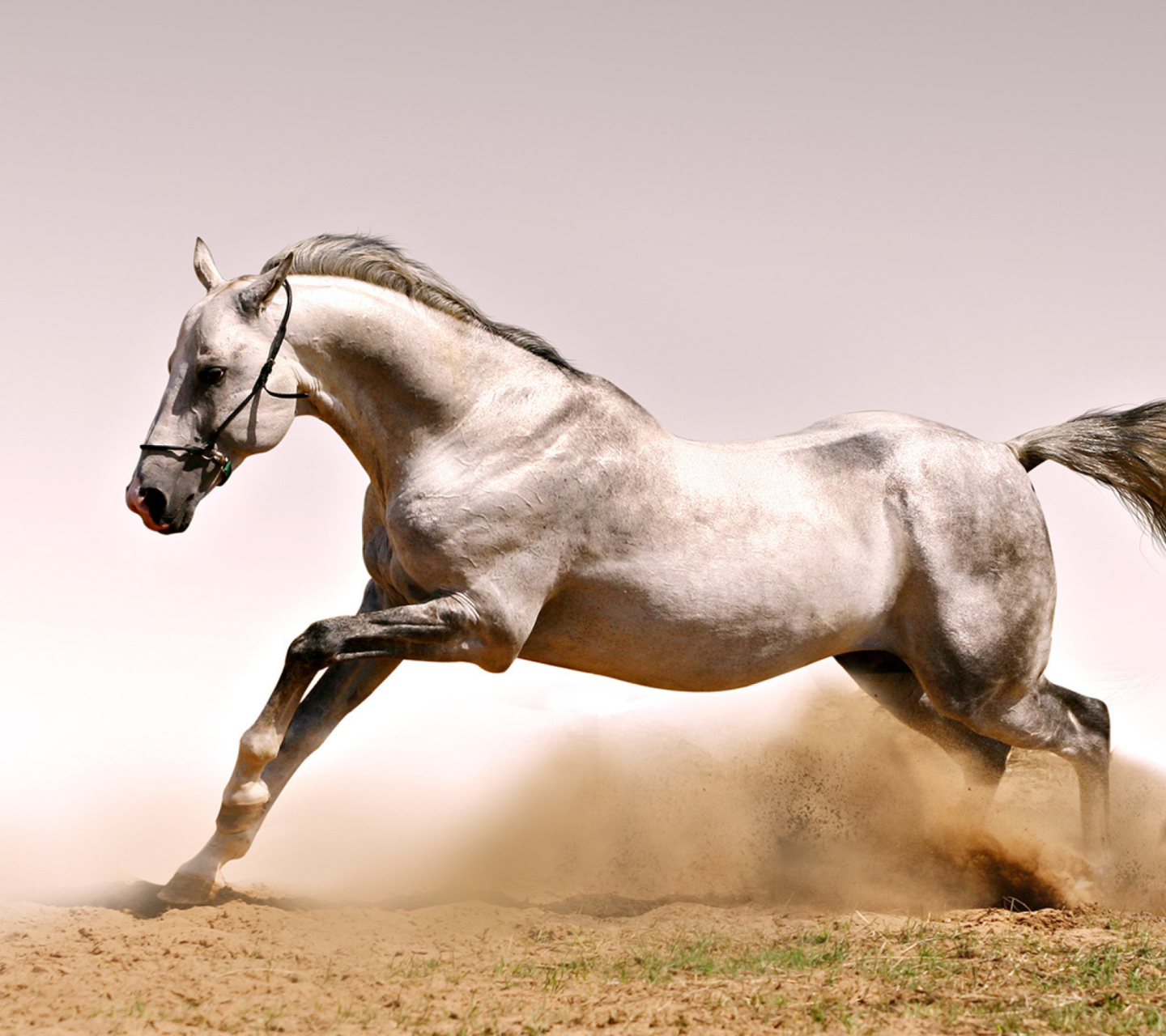 White Horse wallpaper 1440x1280