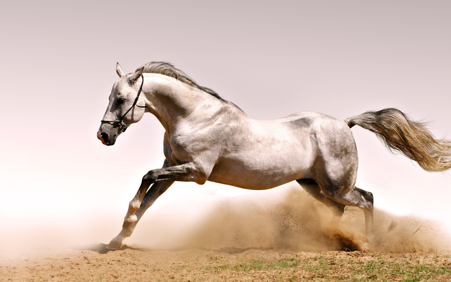 White Horse wallpaper 1440x900