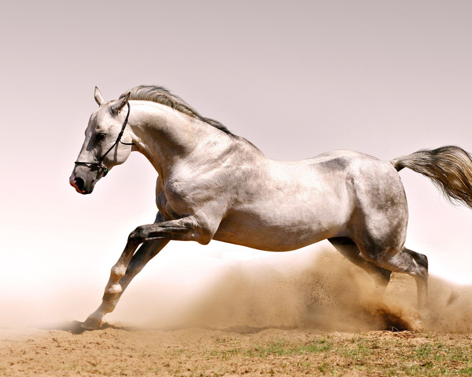 Sfondi White Horse 1600x1280