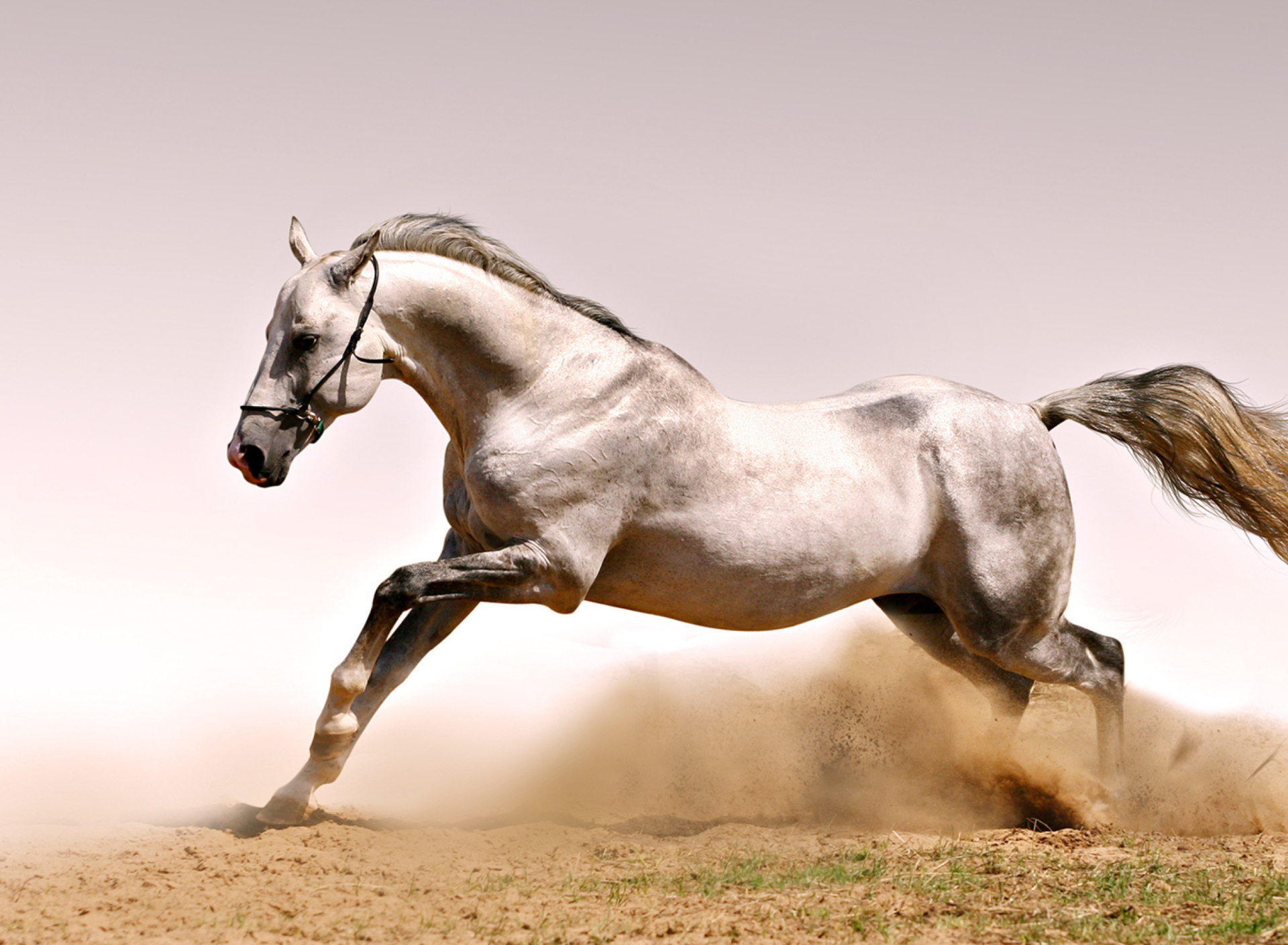 Sfondi White Horse 1920x1408
