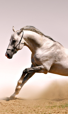 Fondo de pantalla White Horse 240x400