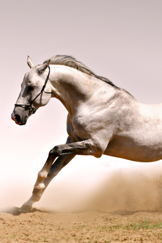 Fondo de pantalla White Horse 320x480