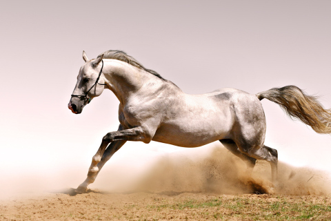 Обои White Horse 480x320
