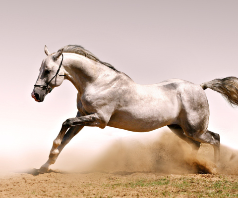 Обои White Horse 480x400