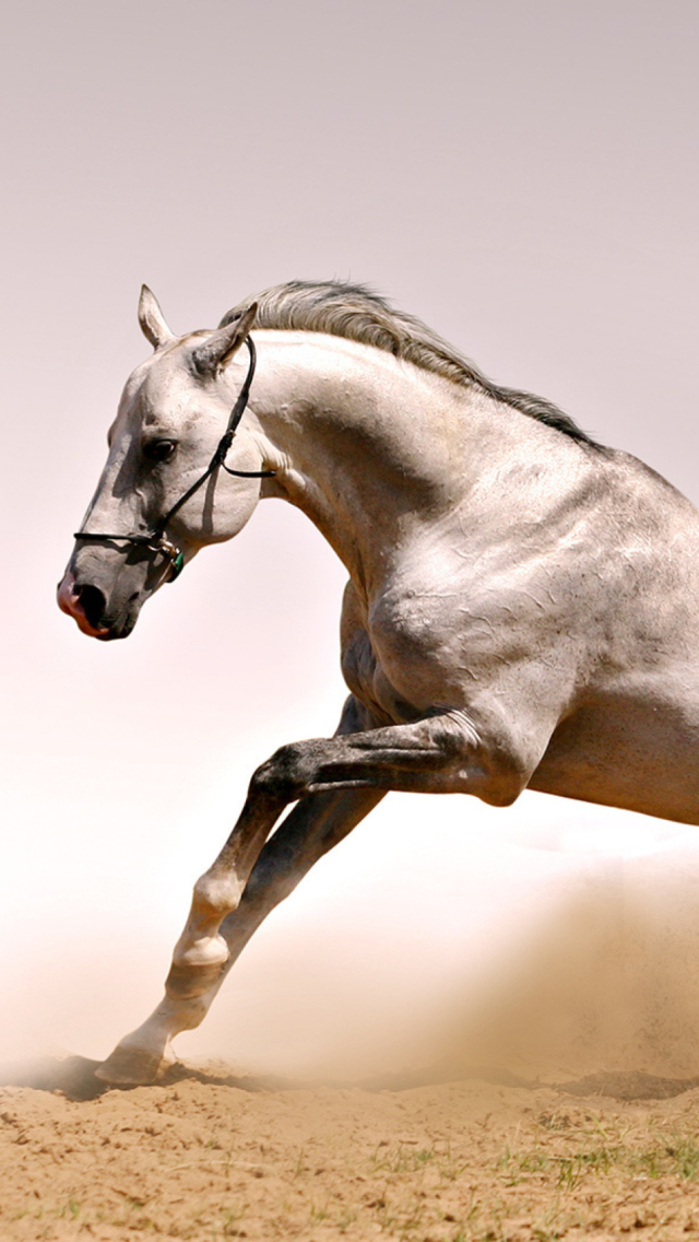 White Horse wallpaper 640x1136