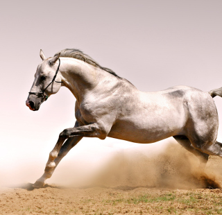 White Horse - Obrázkek zdarma pro 1024x1024