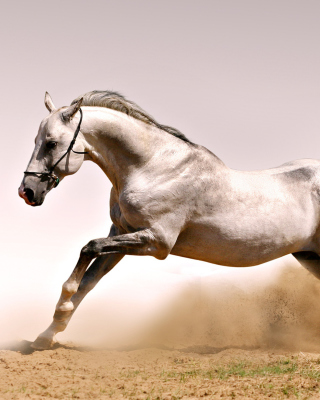 Kostenloses White Horse Wallpaper für iPhone 4S