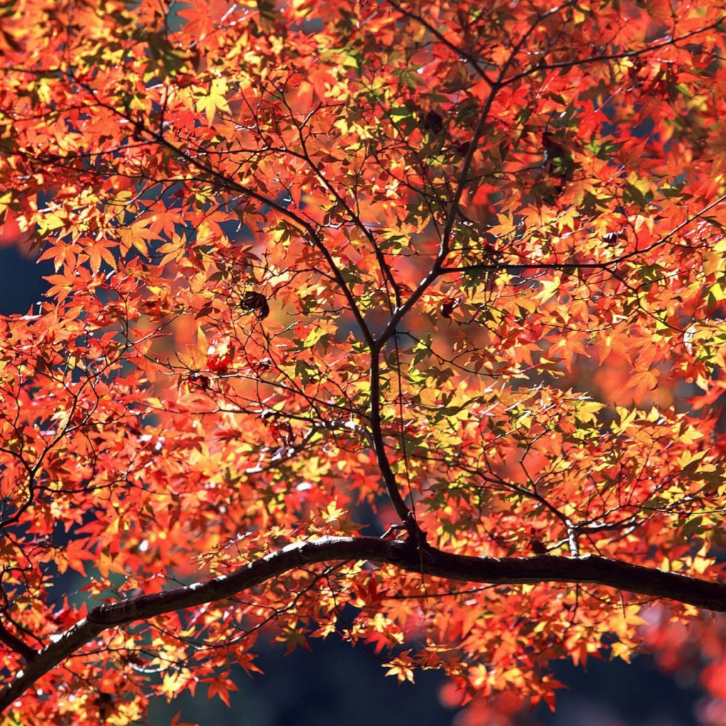 Das Autumn Colors Wallpaper 1024x1024
