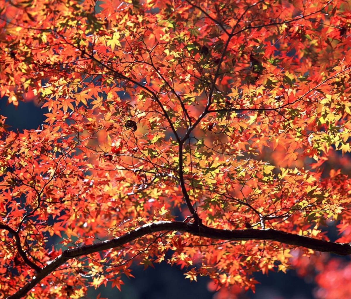 Autumn Colors wallpaper 1200x1024