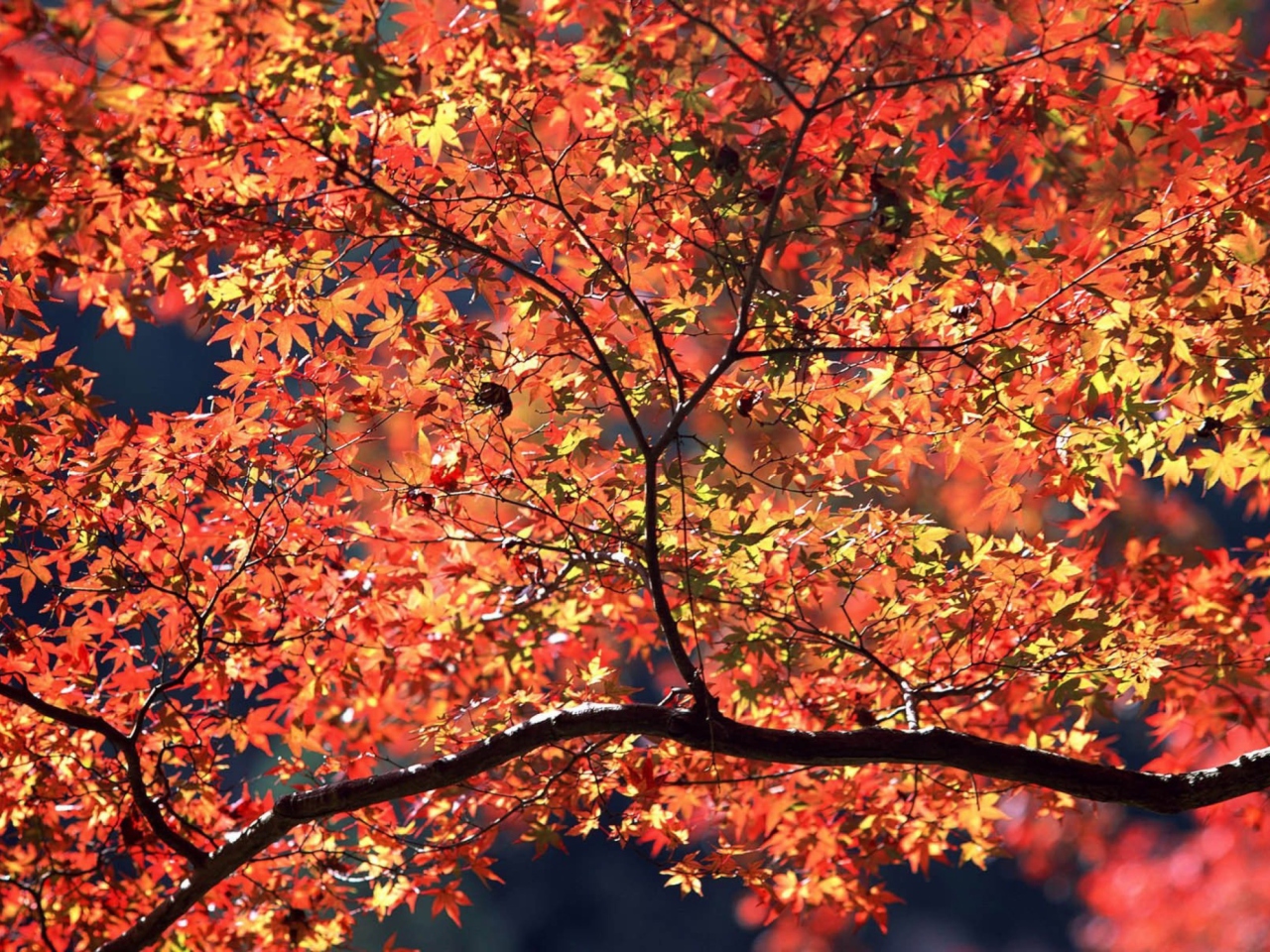 Das Autumn Colors Wallpaper 1280x960