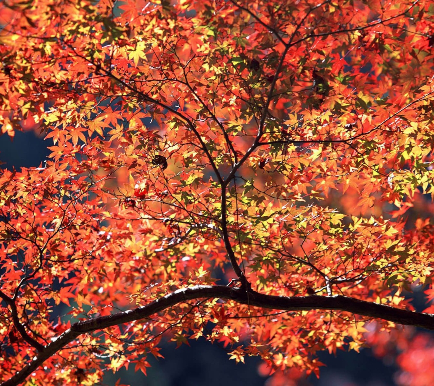 Autumn Colors wallpaper 1440x1280