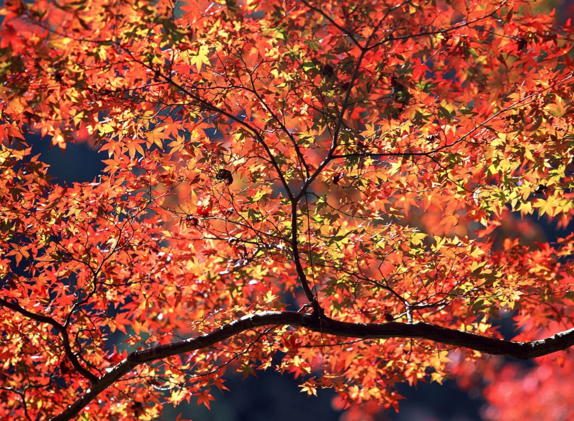 Das Autumn Colors Wallpaper 1920x1408