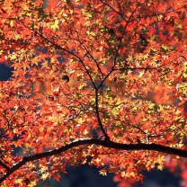 Das Autumn Colors Wallpaper 208x208