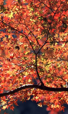 Das Autumn Colors Wallpaper 240x400