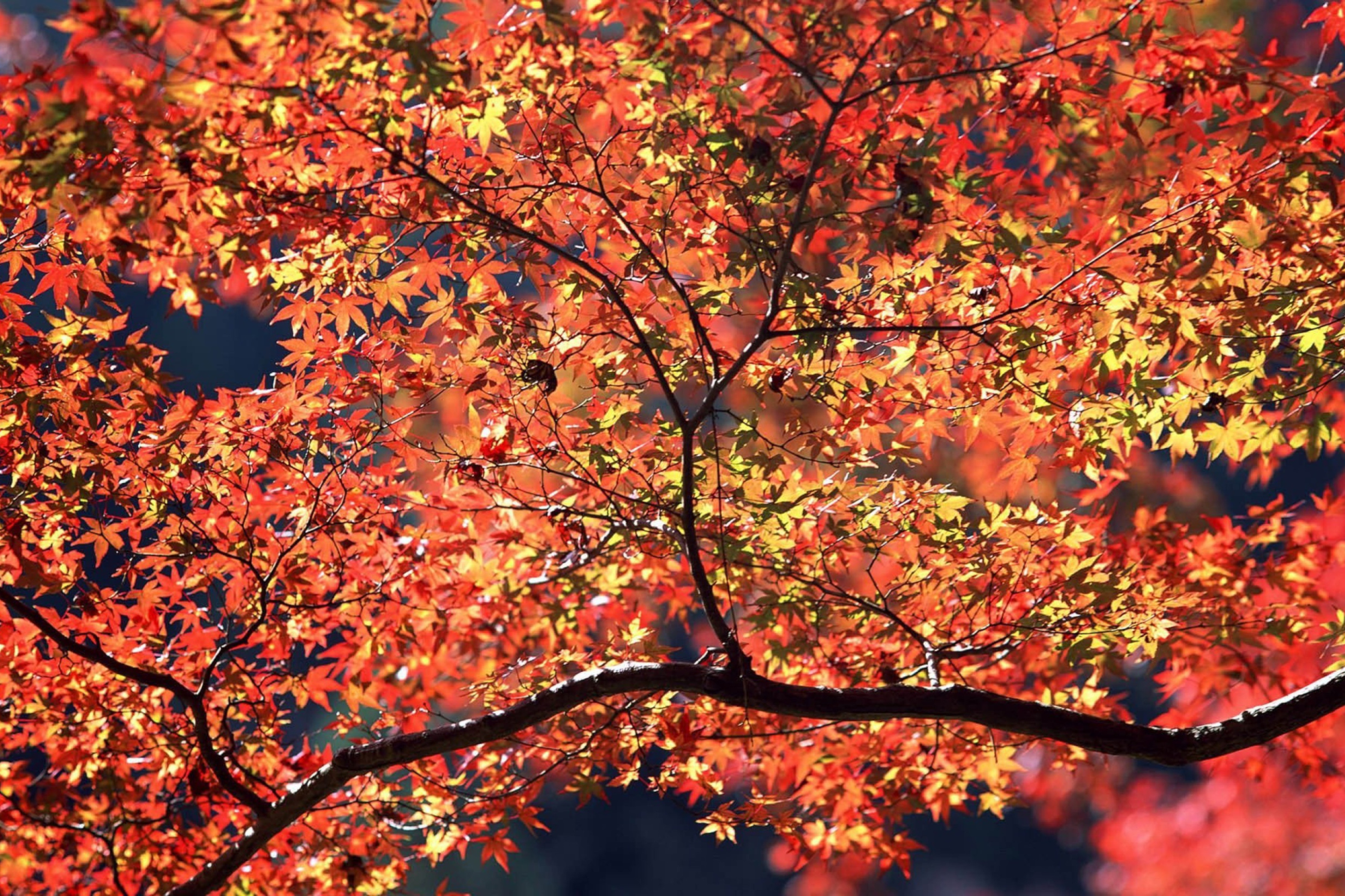 Обои Autumn Colors 2880x1920