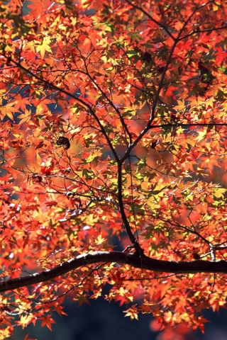 Das Autumn Colors Wallpaper 320x480