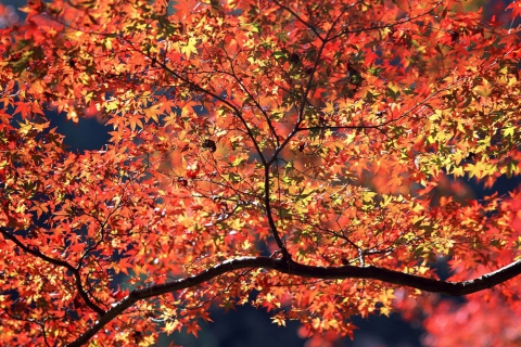 Das Autumn Colors Wallpaper 480x320